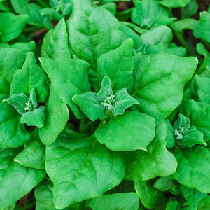 SPINACH NEW ZEALAND SEED