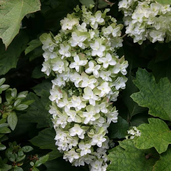 HYDRANGEA QUERCIFOLIA SNOWFLAKE 4.5L