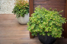 Load image into Gallery viewer, LOROPETALUM BLONDE N GORGEOUS
