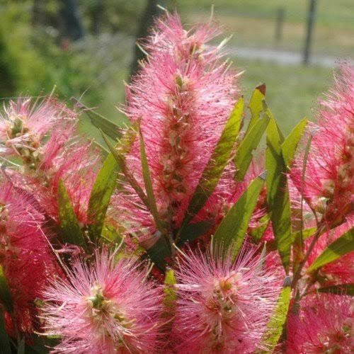 CALLISTEMON CANDY FLOSS