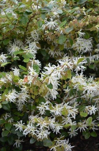 LOROPETALUM BLONDE N GORGEOUS