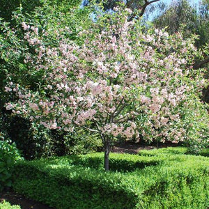 CRABAPPLE MALUS IOENSIS PLENA PB18