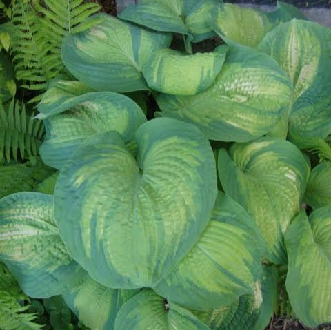 HOSTA COLOUR GLORY 2.0L