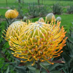 LEUCOSPERMUM KULA SUNRISE 1.5L