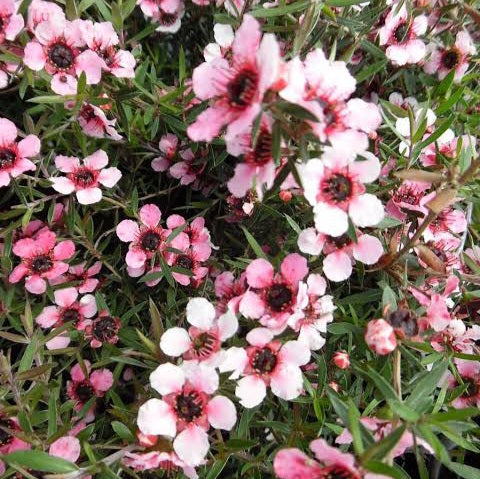 LEPTOSPERMUM WAIRERE 2.0L