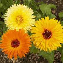 Load image into Gallery viewer, CALENDULA PACIFIC BEAUTY SEED
