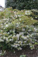 Load image into Gallery viewer, LOROPETALUM BLONDE N GORGEOUS
