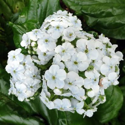 MYOSOTIDIUM HORTENSIA WHITE CHATHAM ISLAND FORGET ME NOT 12CM