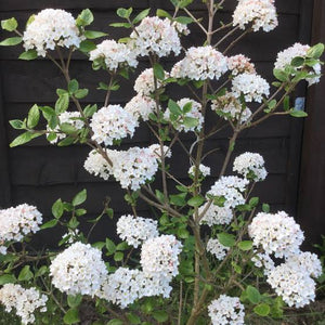 VIBURNUM BURKWOODII ANNE RUSSELL 6.0L