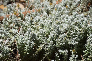 HELICHRYSUM RETORTUM SEA STRAWFLOWER 1.3L