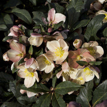 Load image into Gallery viewer, HELLEBORUS BALLARDIAE CAMELOT
