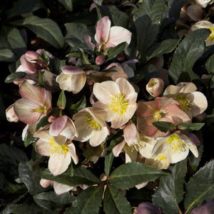 HELLEBORUS BALLARDIAE CAMELOT