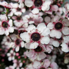 Load image into Gallery viewer, LEPTOSPERMUM NANUM TUI 2.6L
