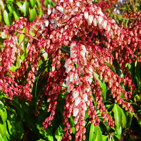 PIERIS DOROTHY WYKOFF 6.0L