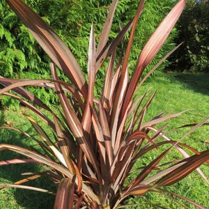 PHORMIUM VENEER