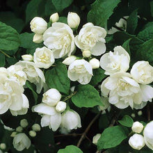 Load image into Gallery viewer, PHILADELPHUS VIRGINAL 4.5L
