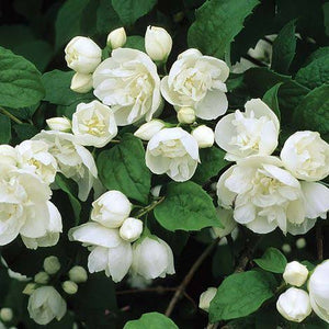 PHILADELPHUS VIRGINAL 4.5L