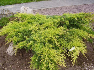 JUNIPERUS X MEDIA GOLD COAST 6.0L