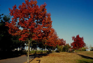 QUERCUS RUBRA NORTHERN RED OAK PB28