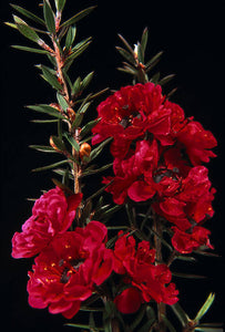 LEPTOSPERMUM CRIMSON GLORY 4.0L