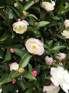 CAMELLIA SASANQUA PARADISE BLUSH 4.0L