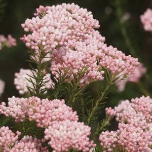 OZOTHAMNUS JUST BLUSH