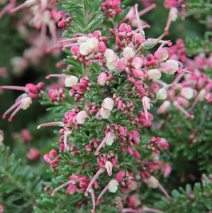 GREVILLEA MT TAMBORITHA 2.0L