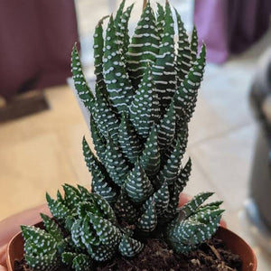 HAWORTHIA COARCTATA