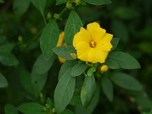 Load image into Gallery viewer, REINWARDTIA INDICA
