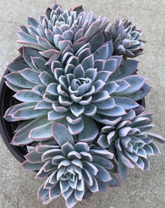 ECHEVERIA VIOLET QUEEN 1.9L