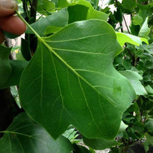 Load image into Gallery viewer, LIRIODENDRON ARNOLD TULIP TREE PB28
