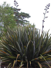 Load image into Gallery viewer, PHORMIUM WILD WOOD 3.0L
