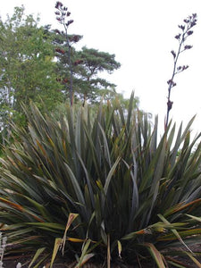 PHORMIUM WILD WOOD 3.0L