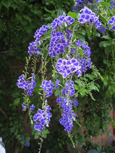 DURANTA REPENS GEISHA GIRL