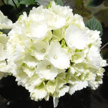 Load image into Gallery viewer, HYDRANGEA MACROPHYLLA SNOWBALL 4.5L
