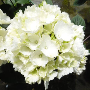 HYDRANGEA MACROPHYLLA SNOWBALL 4.5L