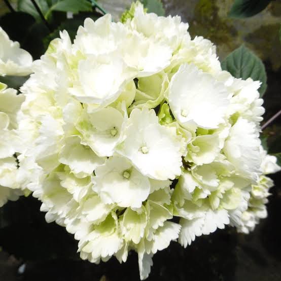 HYDRANGEA MACROPHYLLA SNOWBALL 4.5L