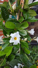 Load image into Gallery viewer, MANDEVILLA LAXA 3.5L
