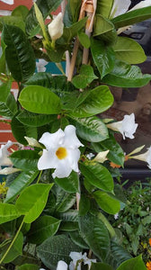 MANDEVILLA LAXA 3.5L