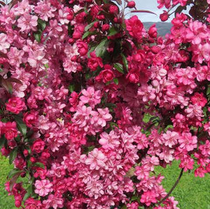 CRABAPPLE MALUS FLAMINGO PB18