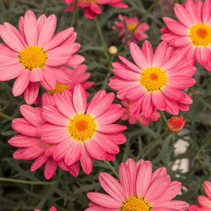 ARGYRANTHEMUM CORAL 1.5L