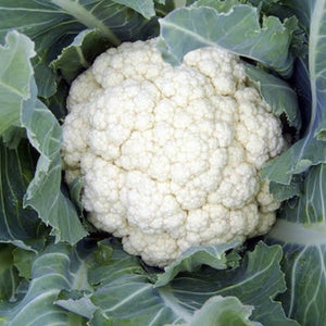 CAULIFLOWER SNOWBOWL SEED