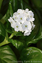 Load image into Gallery viewer, MYOSOTIDIUM HORTENSIA WHITE CHATHAM ISLAND FORGET ME NOT 12CM
