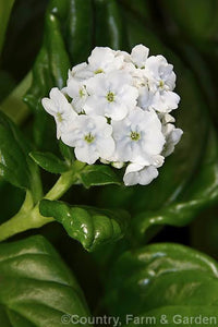 MYOSOTIDIUM HORTENSIA WHITE CHATHAM ISLAND FORGET ME NOT 12CM