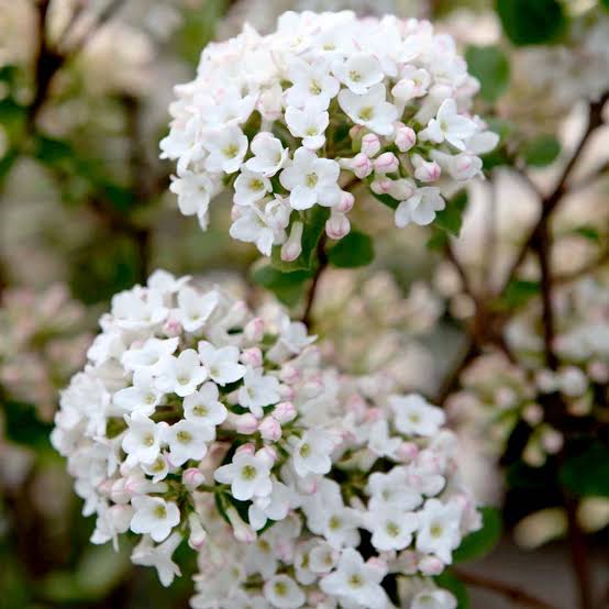 VIBURNUM BURKWOODII ANNE RUSSELL 6.0L