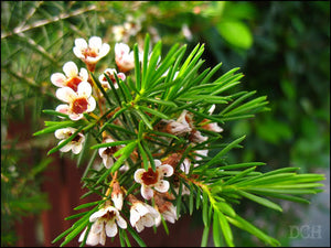 CHAMAELAUCIUM FLORIDERUM WALPOLE WAX