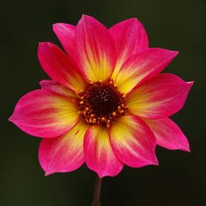 DAHLIA MYSTIC SPARKLER 1.5L