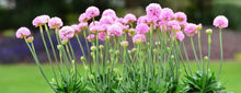 Load image into Gallery viewer, ARMERIA ARMAZING GRACE 1.3L
