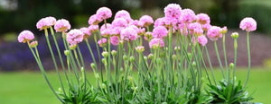 ARMERIA ARMAZING GRACE 1.3L