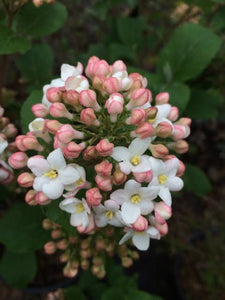 VIBURNUM BURKWOODII ANNE RUSSELL 6.0L